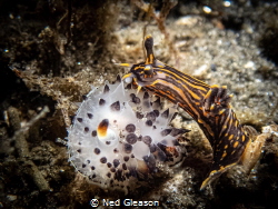 Black dorid climbing over a black-tipped spiny dorid in M... by Ned Gleason 